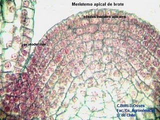 Tejidos: Animal y vegetal: Tejido Vegetales: Meristemáticos